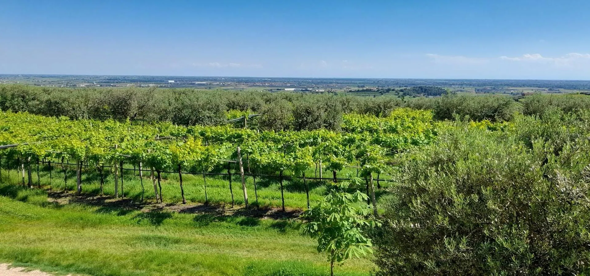 Agriturismo Carpinonero Colognola ai Colli Italy